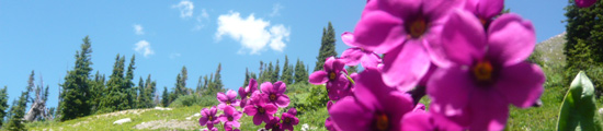 pinkflowers_webheader