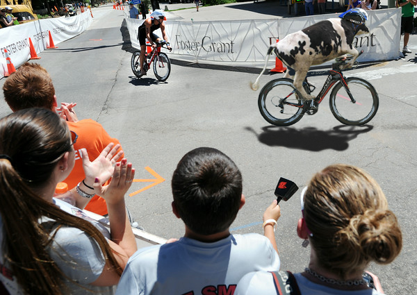 Shirley makes a move to cut off a Human on a sharp left curve. While she did not win this race, she proved that Bovines can manage bikes too.