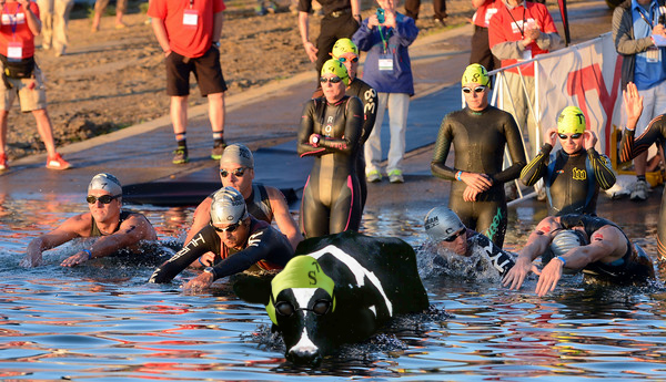 Shirley, taking an early lead, swimming against the human competition at this year's Ironman Boulder.