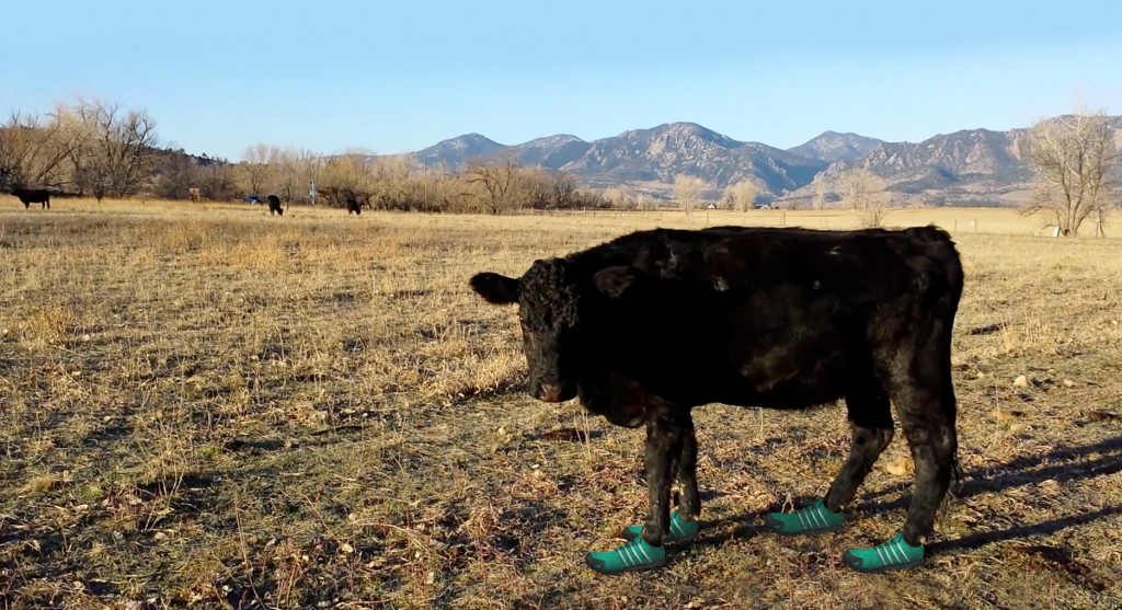 Shirley prepares for the Ironman Boulder Competition weeks in advance by eating as much of Boulder's Greener Grass as is Bovinely possible.