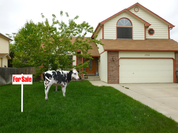 ealtors, estate agents, estate agent, property agent, local realtors, colorado real estate companies, colorado homes for sale, boulder real estate companies, top real estate agents, real estate agent reviews, real estate companies, real estate companies, real estate agent, real estate agents denver, real estate agents boulder, real estate colorado, real estate agents, real estate for sale, real estate sites, real estate agency, real estate agencies, realestate louisville, real estate in boulder co, real estate Denver, real estate agent, real estate agent colorado, realtor search, realtor agent, realty companies, find a realtor, find real estate agent, find a real estate agent, how to find a real estate agent, looking for a real estate agent, local realtors, selling property, selling a home, selling a property, cheap houses for sale, MLS realtor, realtor mls, apartments in denver, house for sale, homes for sale, home realtors, houses for sale by owner, boulder real estate, boulder colorado real estate, boulder co real estate, denver colorado real estate, denver colorado real esate, denver realestate, denver homes for sale, lakewood colorado real estate, longmont real estate, homes for sale in colorado, homes for sale in denver, homes for sale boulder, houses for sale in colorado, house for sale denver, mortgage calculator colorado, home evaluation,