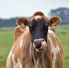 Please pass a tissue for Shirley the Cow