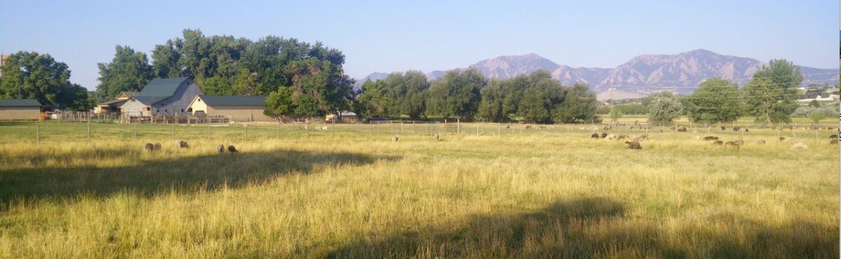 View - Neighbors Barn